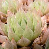 Haworthia cooperi v. leightonii BB08.4 (available 8.5cm and 10.5cm Ø)